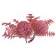 BANKSIA BAXTERII Pink 12"-18" -OUT OF STOCK